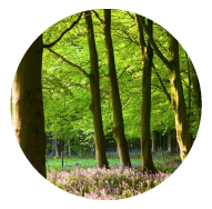 Responsive image
